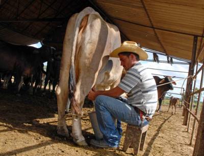 Ordeño manual