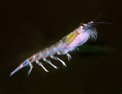 krill