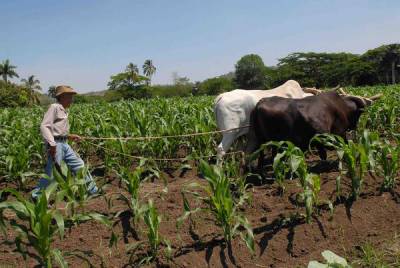 Sector agropecuario