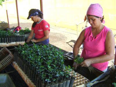 Plantaciones de cítricos en Ciego de Ávila