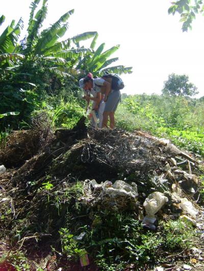 Enfrentamiento al Aedes aegypti