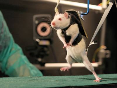 Experimentos con ratas