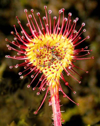 Drosera rotundifolia