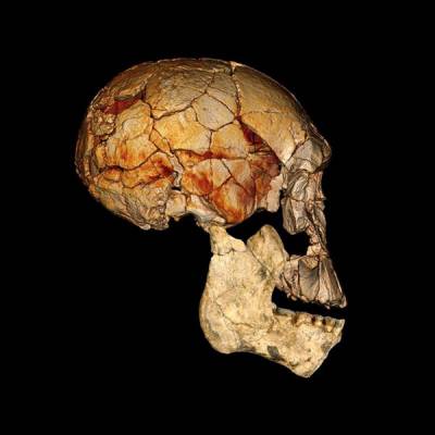 Cráneo en Kenia