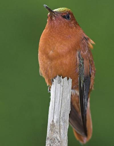 Colibrí 