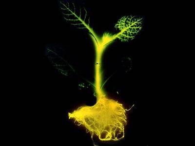 Planta brillante