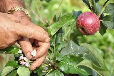 Unas 200 plantas exhiben frutos saludables y apetitosos