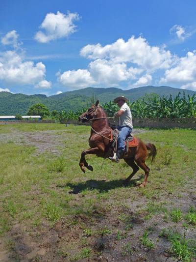 Entrenamiento de caballos