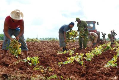 Trabajadores de la agricultura 