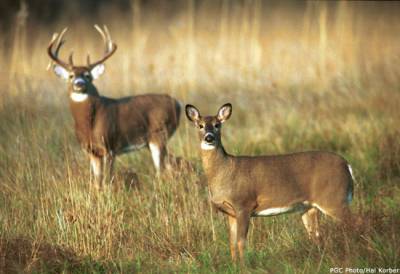 Venado