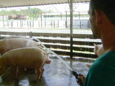 Unidad porcina en Ciego de Ávila