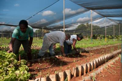 Agricultura urbana 