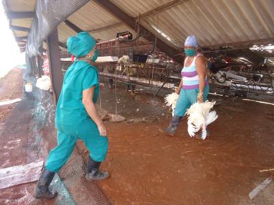 Se busca la gallina de los huevos de oro