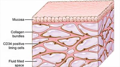 El intersticio se extiende de manera semejante a la piel, pero es transportador de grandes cantidades de fluidos en el cuerpo.