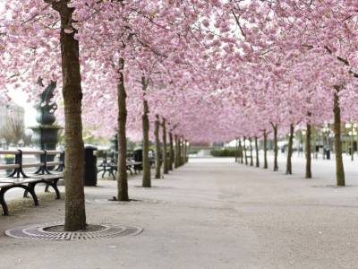 Sakuras Japoneses