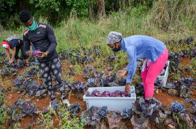 Jóvenes en trabajo de agricultura 