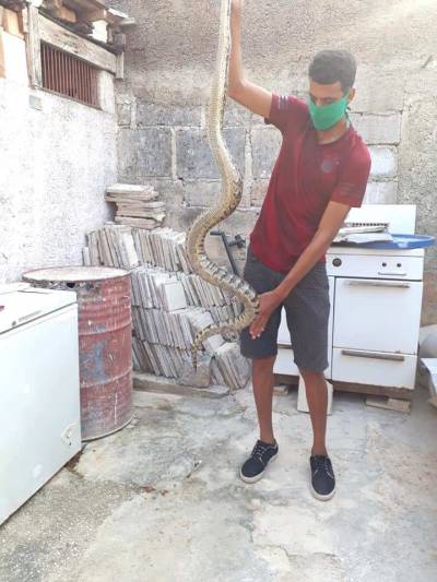El majá de Santa María es una especie de boa que habita solamente en el archipiélago cubano 