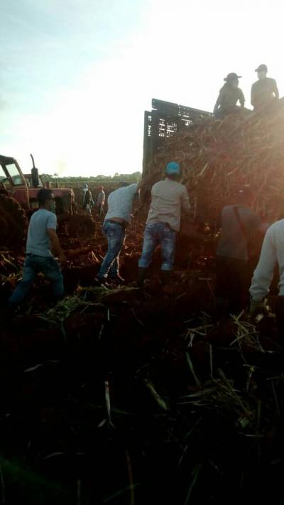 Los cienfuegueros alternan las jornadas de trabajo con actividades en la producción de alimentos