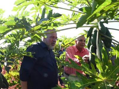 Asimismo dialogó con el productor de Guanajay, y Alexander Escalona Clemente, quien siembra cultivos varios y obtiene un rendimiento de hasta 150 libras de frutabomba en cada planta