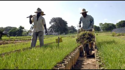 Agricultura urbana