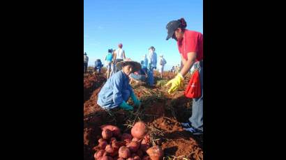 Federadas cubanas en labores agrícolas