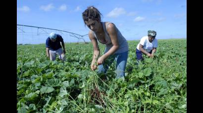 Estudiantes latinoamericanos de Medicina en la agricultura