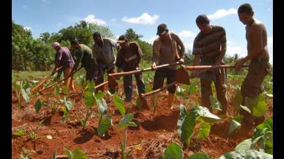 Jóvenes cubanos trabajando en la siembra