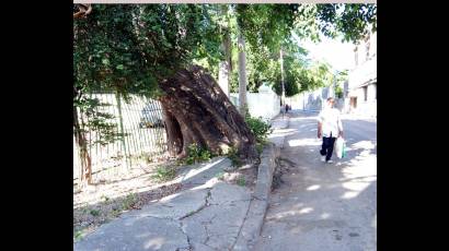 Afectaciones de los árboles a las construcciones capitalinas