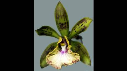 La orquídea Encyclia xcamagüeyensis