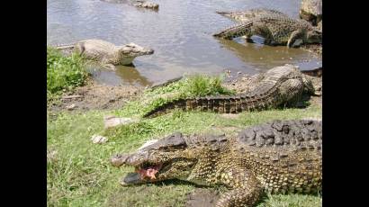 La Ciénaga de Zapata, área protegida de Cuba