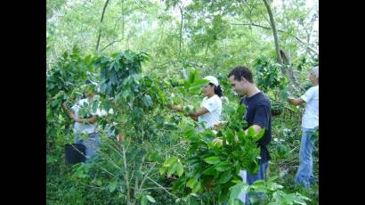 Trabajadores sociales en Guatánamo se incorporan a la recogida de café