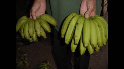 Maduración de frutas