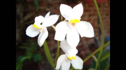 Orquídeas