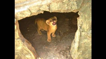 Cachorro felino en zoológico camagüeyano