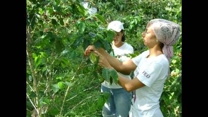 Jóvenes cubanos apoyan cosecha cafetalera