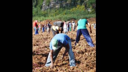 Jóvenes cienfuegueros vinculados a la producción agrícola