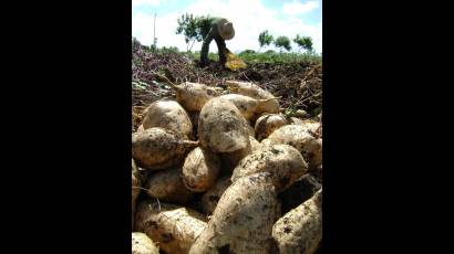 Incrementan Agricultura Suburbana en Camagüey