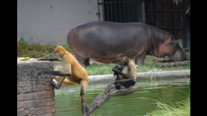El hipopótamo del Jardín Zoológico de La Habana 