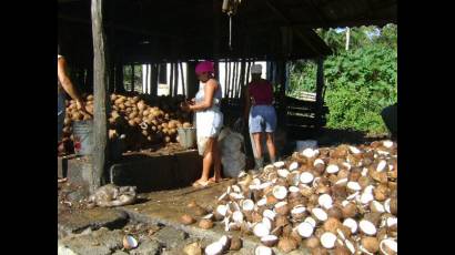 Cosecha de coco en Guantánamo