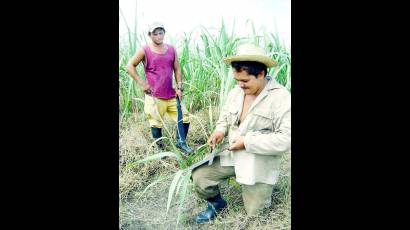 Reciben jóvenes pinareños reconocimiento Colectivo juvenil campesino destacado