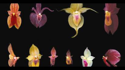 Descubren orquídea más pequeña del mundo con 2,1 milímetros