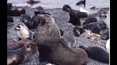 Lobos marinos de las Islas Galápagos