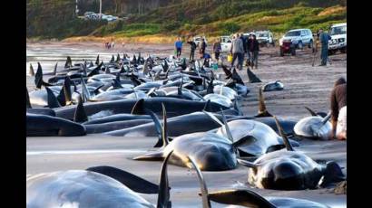 Numerosas ballenas mueren en playas de Nueva Zelanda