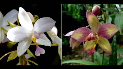 Los dos genotipos de orquídeas originados por vez primera en Cuba