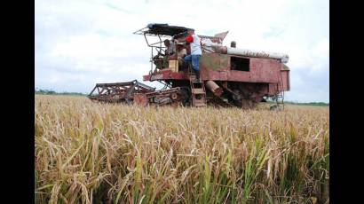 En las ciencias agropecuarias es necesario la conservación de recursos fitogenéticos  