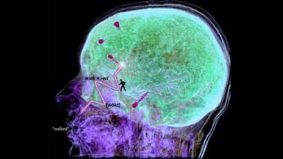 Muchas investigaciones buscan la interactividad con el cerebro humano