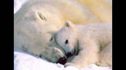 Osos polares en peligro de extinción