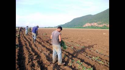La columna juvenil ha brindado un considerable aporte a la recuperación de la producción de alimentos