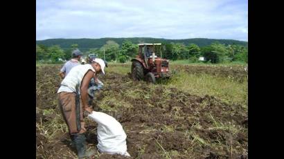 Trabajadores de la Empresa de Cultivos Varios Niceto Pérez