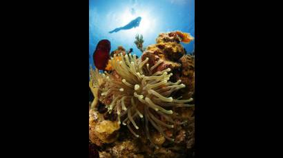 A la vista festival internacional de fotografía subacuática